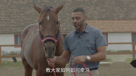 930香港馬精準資料,關(guān)于香港馬術(shù)賽事的精準資料，探索930香港馬背后的故事