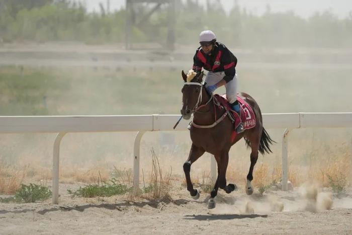 2024今晚香港開特馬,今晚香港開特馬，探索賽馬文化，體驗(yàn)速度與激情