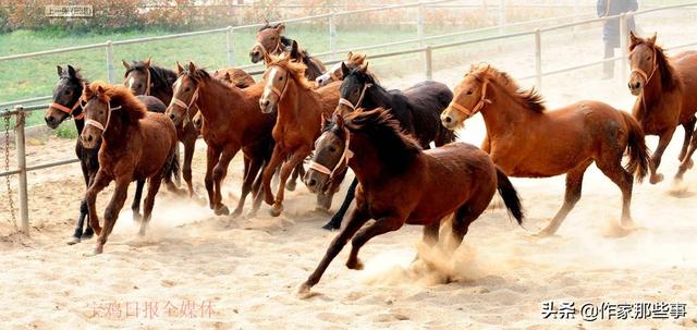 2024今晚澳門開特馬四不像,探索未知領(lǐng)域，澳門特馬四不像與未來的預(yù)測（以今晚澳門開特馬四不像為關(guān)鍵詞）