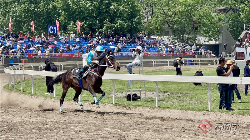 2024今晚香港開特馬,今晚香港開特馬，探尋賽馬文化中的激情與魅力