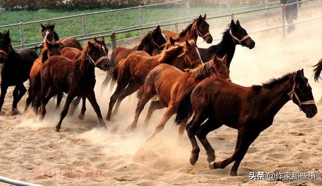 今晚澳門(mén)特馬開(kāi)什么今晚四不像,今晚澳門(mén)特馬開(kāi)什么，探索未知與理性對(duì)待四不像