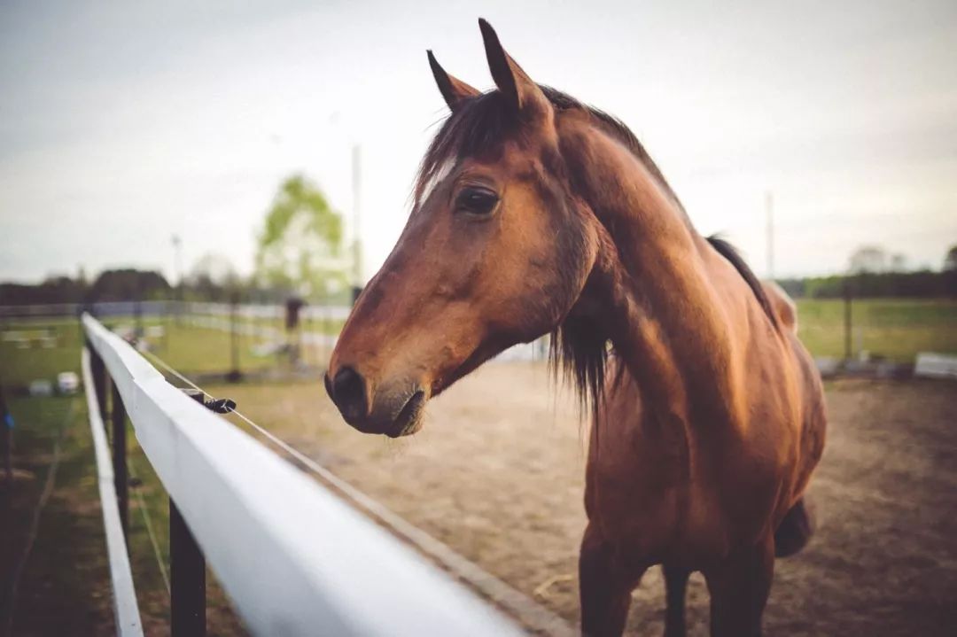 今晚澳門特馬開什么今晚四不像,今晚澳門特馬揭曉，四不像的奇幻世界