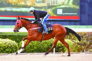 2025今晚澳門開特馬四不像,關(guān)于澳門特馬四不像的探討與預(yù)測——以今晚澳門特馬為例