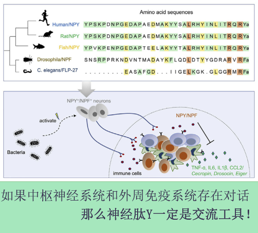 一碼一肖100%精準(zhǔn)的評論111期 10-16-27-36-40-48Y：37,一碼一肖，精準(zhǔn)預(yù)測評論第111期——深度解析與獨(dú)特視角