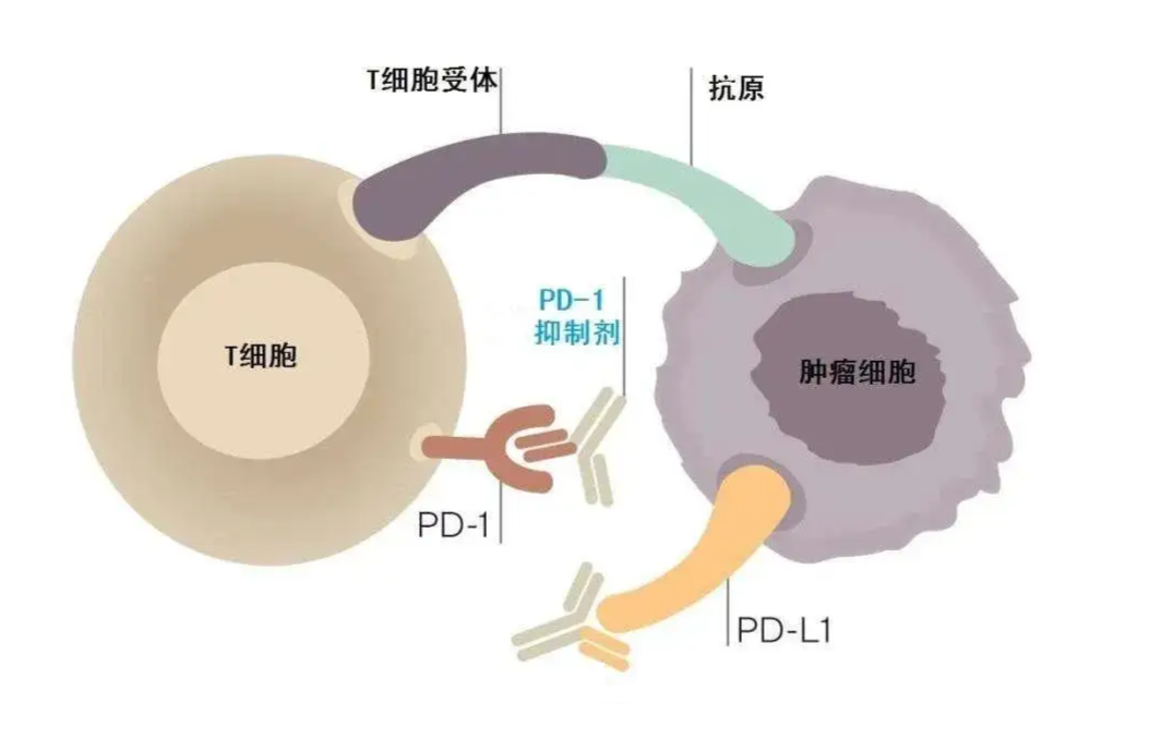 新澳精準資料免費提供265期003期 11-22-07-39-42-18T：06,新澳精準資料免費提供，探索第265期與003期的奧秘（附11-22-07-39-42-18T，06）